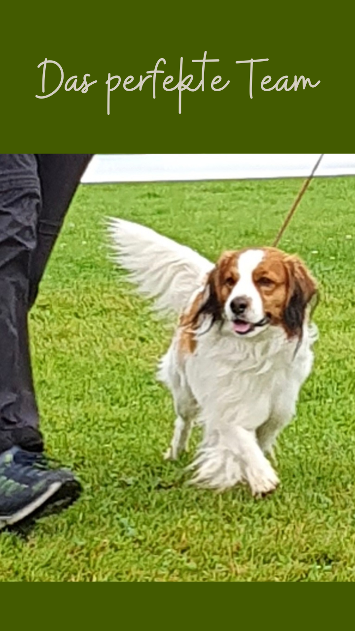 Aarau – SwissDogShow