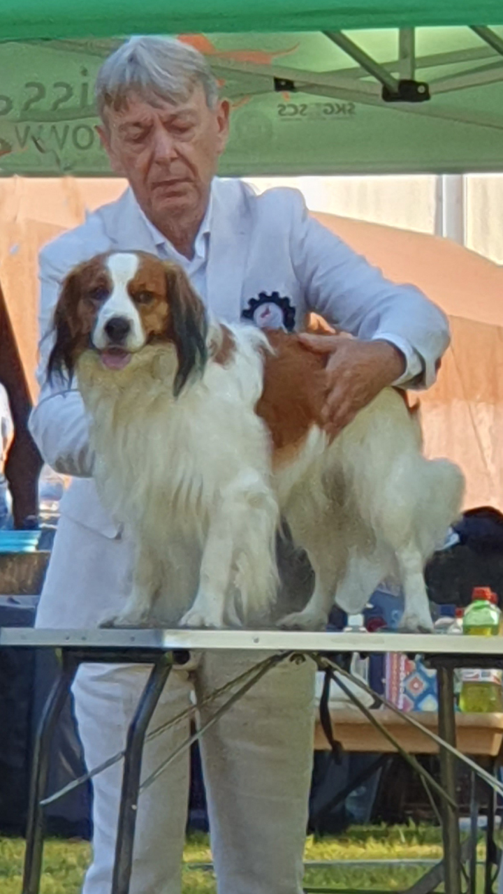 Luzern – SwissDogShow