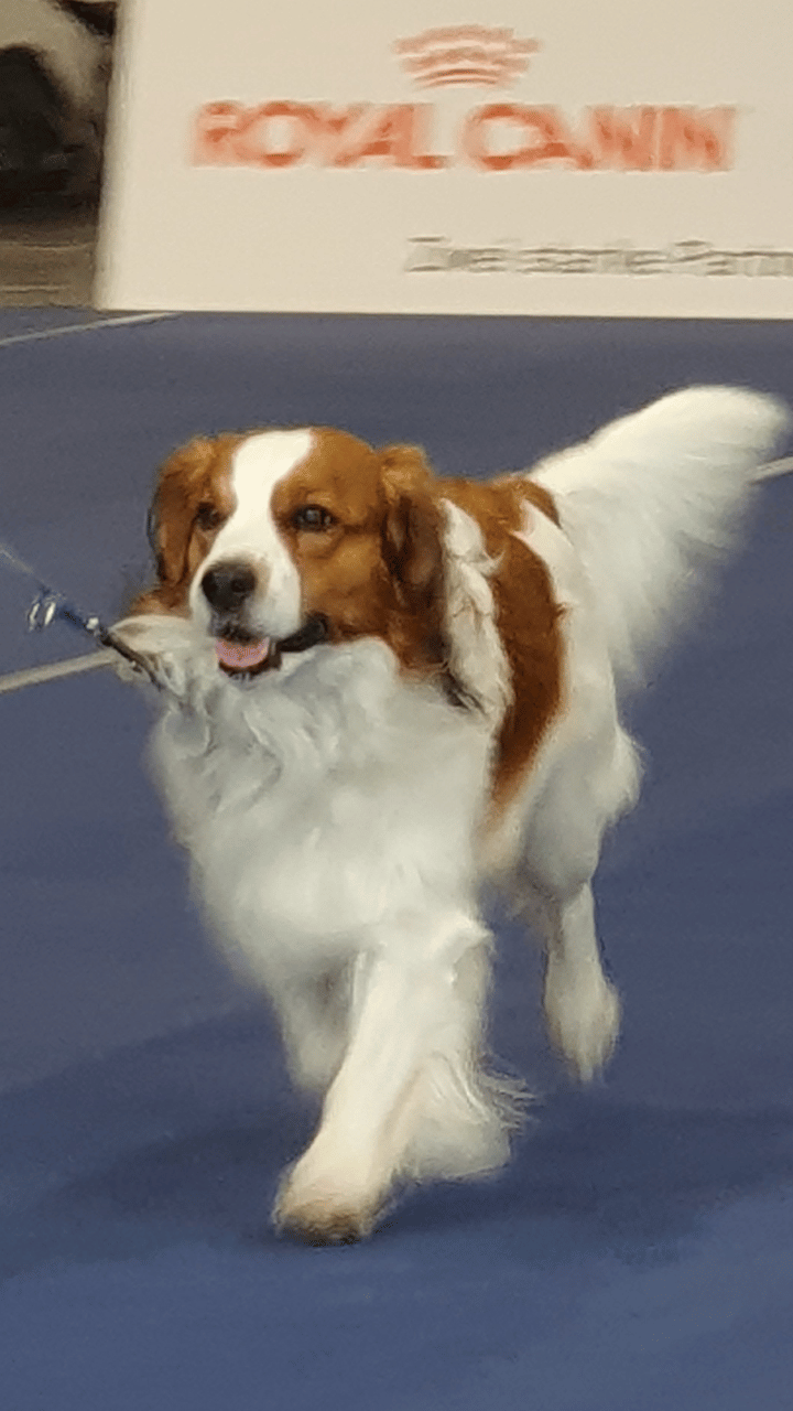 Internationalen Rassehunde-Ausstellung in Klagenfurt